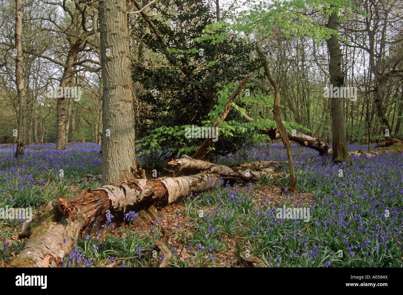 Bluebells floraison dans Surrey woodland, England, UK Banque D'Images