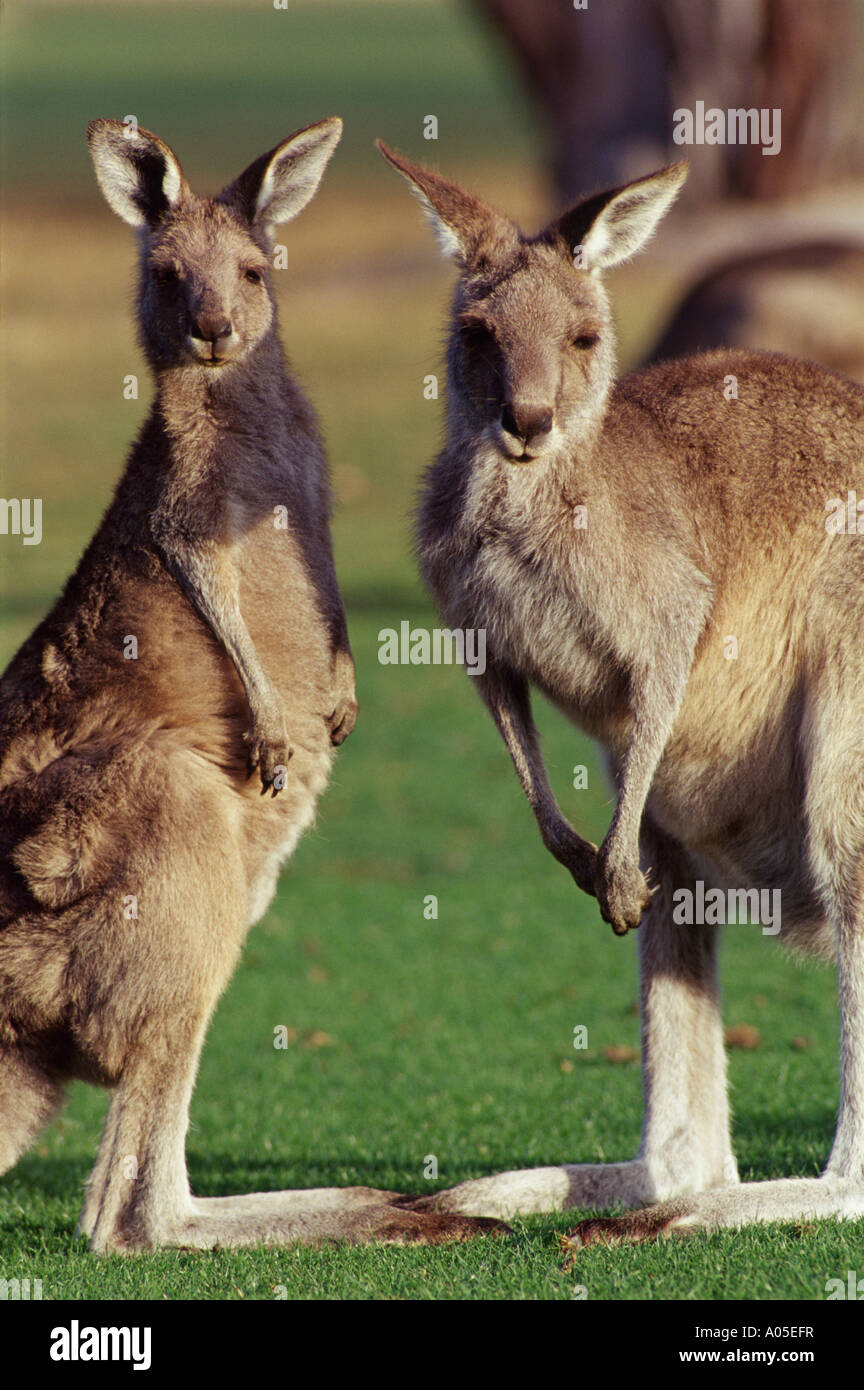 Les animaux, kangourous, Jour Banque D'Images