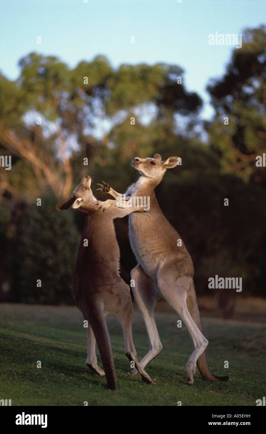 Les animaux, les kangourous Boxe Banque D'Images