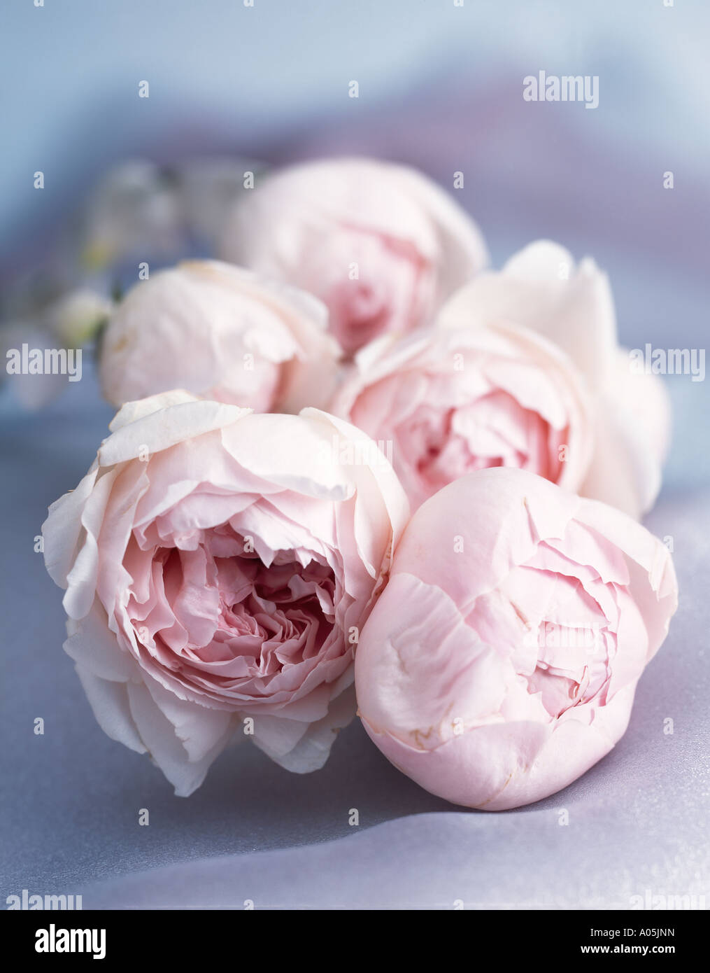 Un bouquet de roses pastel rose sur un fond de satin bleu. Banque D'Images