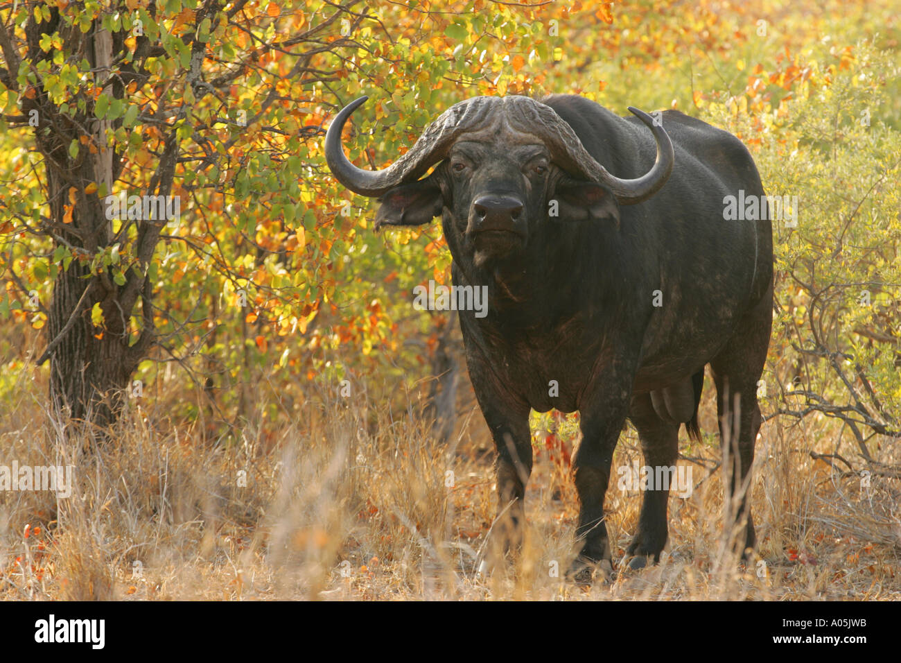 Buffle dans le veld Mopani, Kruger Park, Afrique du Sud Banque D'Images