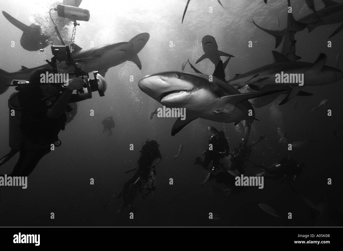 PORTRAIT NOIR ET BLANC de requins de récif Carcharhinus perezi et photographe SOUS-MARIN AUX BAHAMAS Banque D'Images