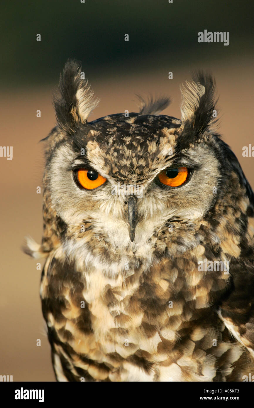 Grand-duc du Cap, Afrique du Sud. Bubo capensis Banque D'Images
