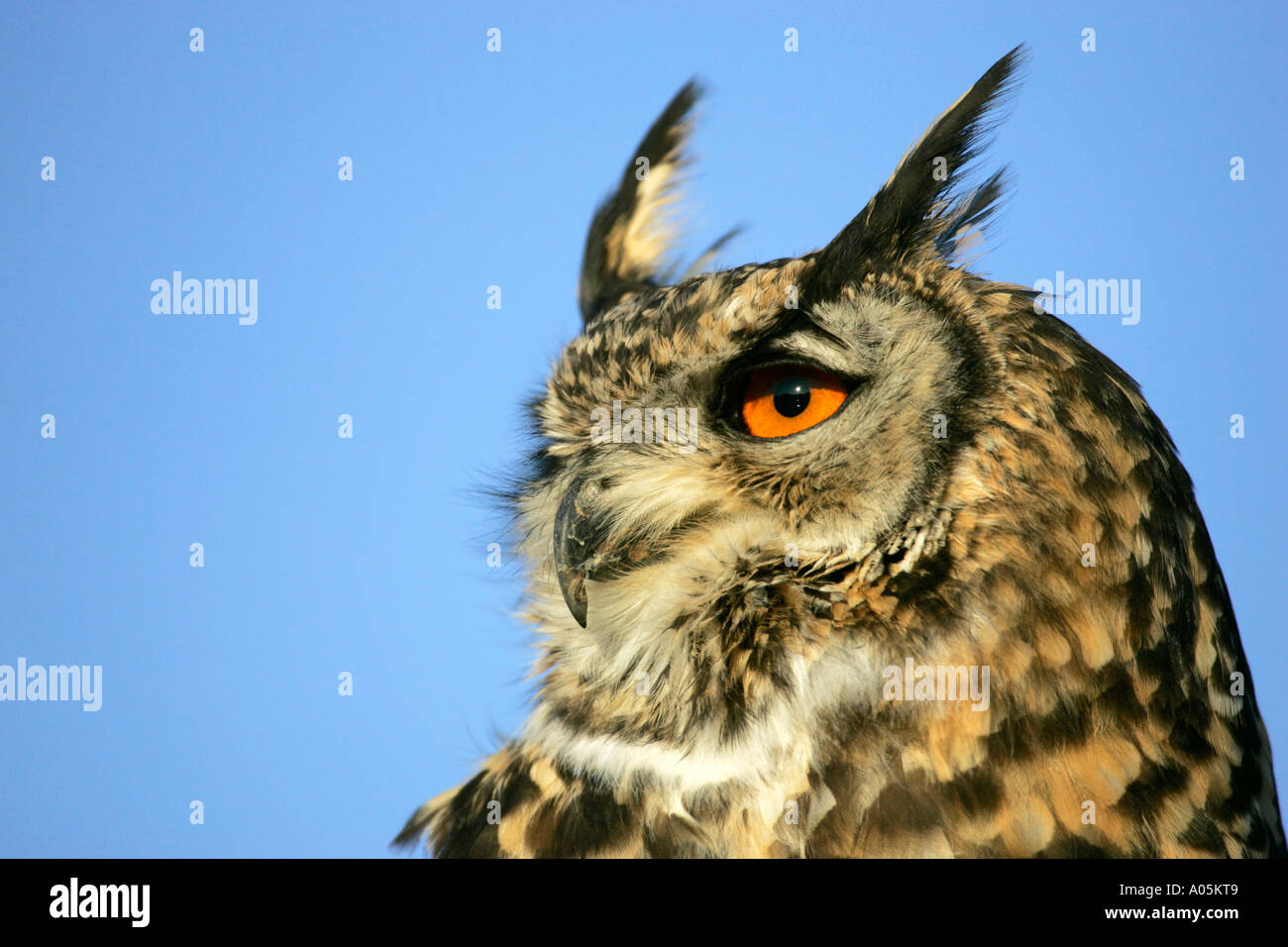 Grand-duc du Cap, Afrique du Sud. Bubo capensis Banque D'Images