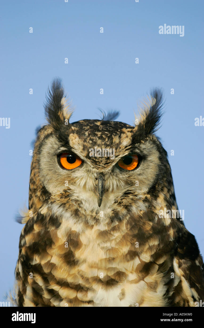 Grand-duc du Cap, Afrique du Sud. Bubo capensis Banque D'Images