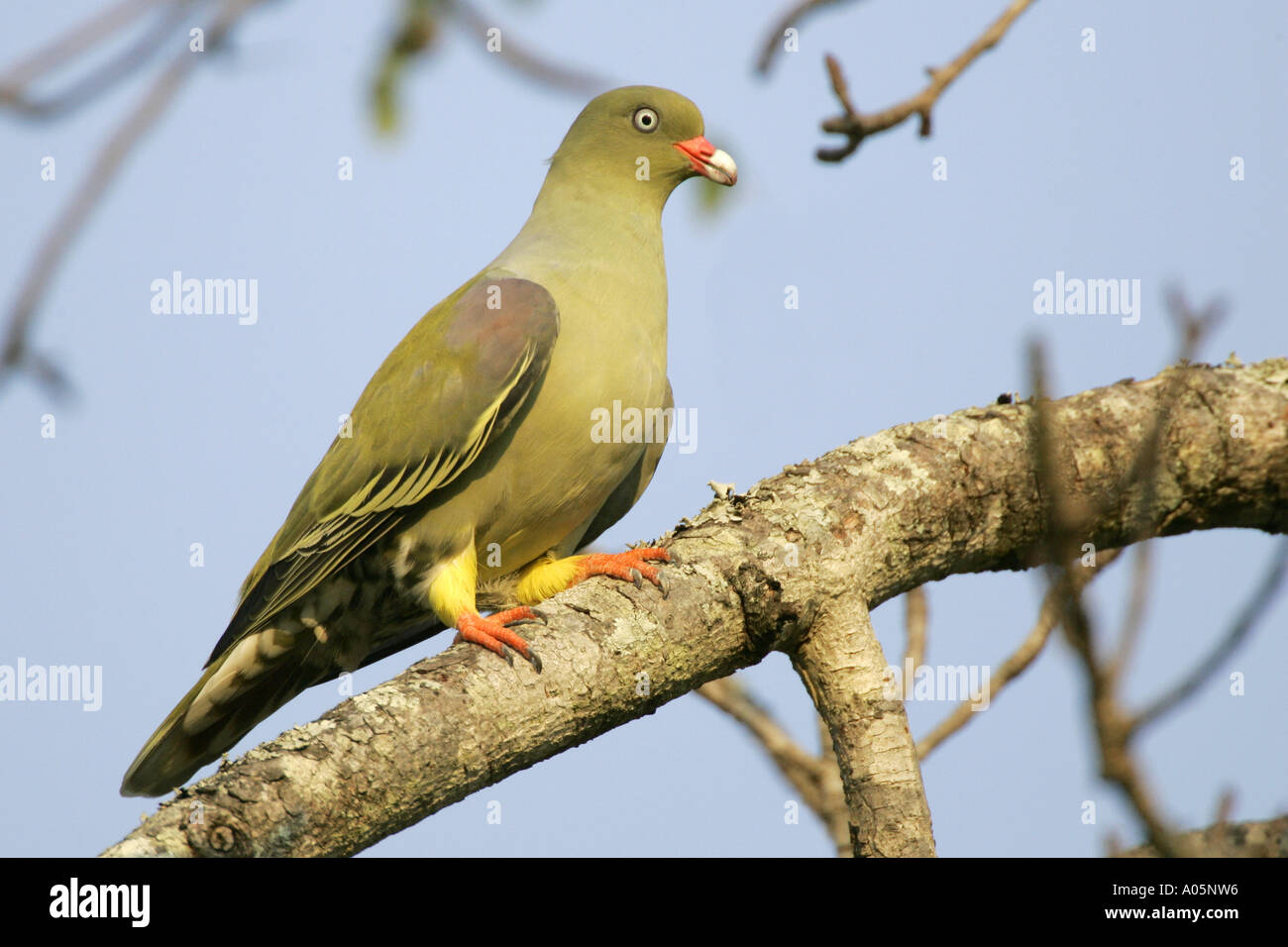 Pigeon vert de l'Afrique, Afrique du Sud Banque D'Images
