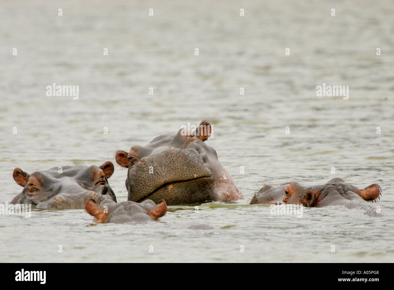 Le pod d'hippopotames dans l'eau au repos pendant la journée Banque D'Images