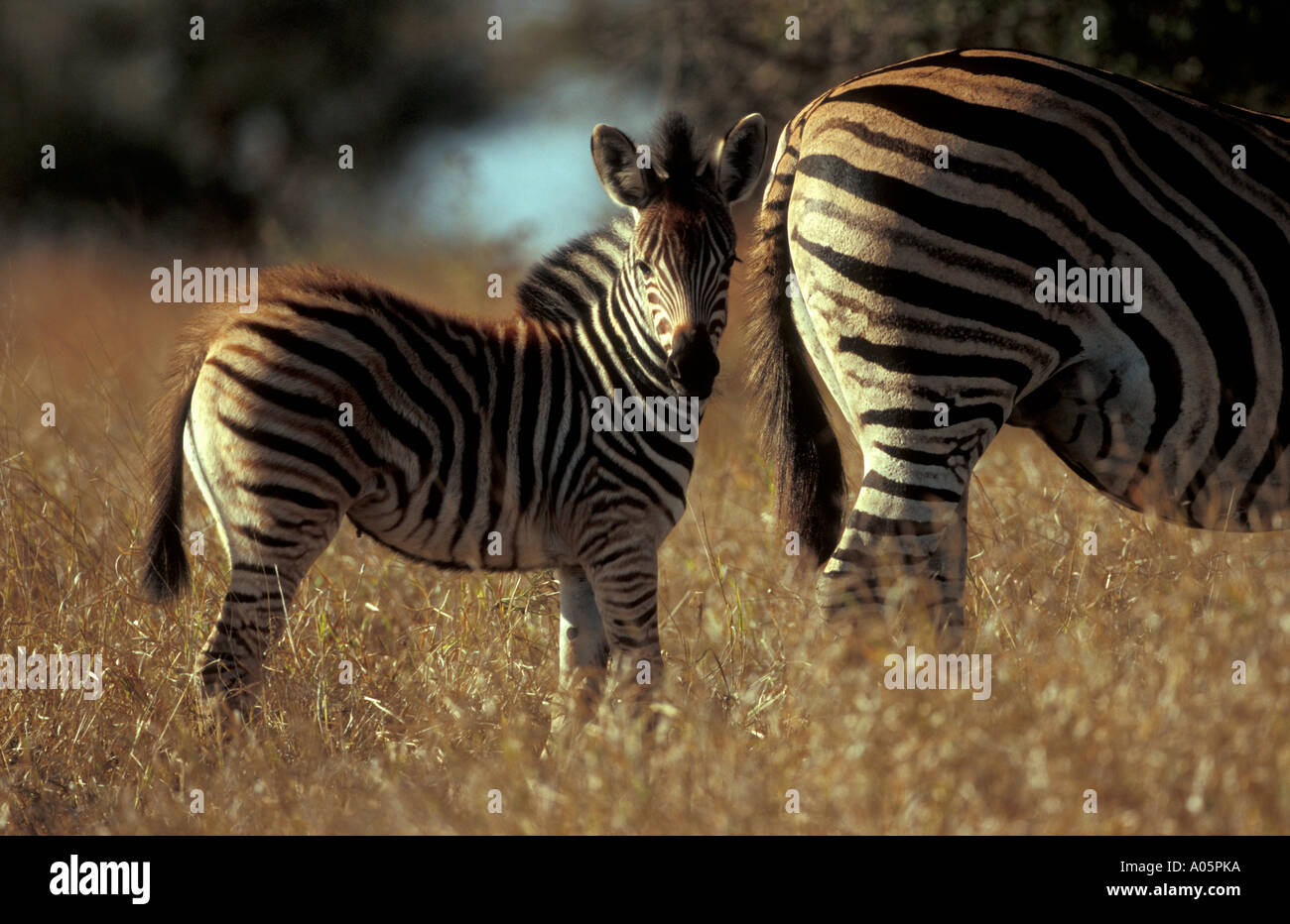 Zebra bébé derrière la mère, Afrique du Sud Banque D'Images