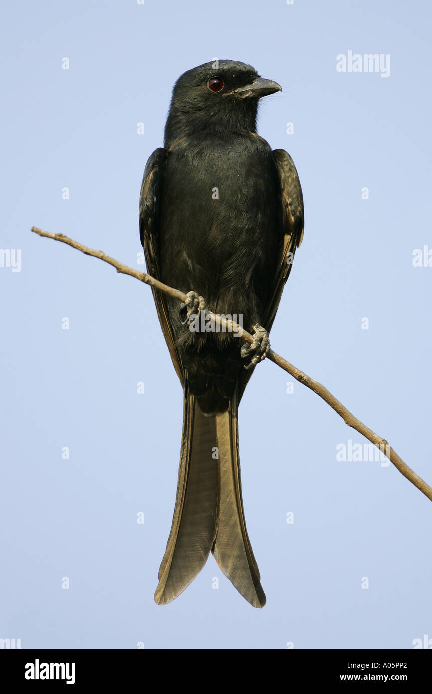 Le Drongo perché sur la fourche, direction générale de l'Afrique du Sud Banque D'Images