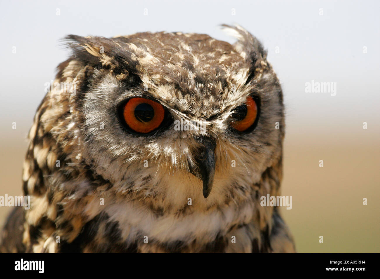 Grand-duc du Cap, Afrique du Sud, Bubo capensis, Banque D'Images