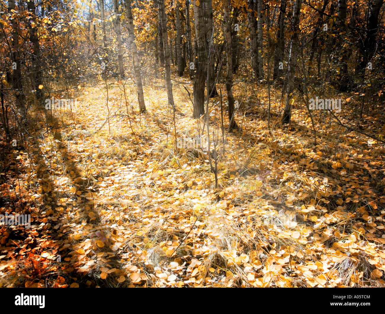 Sunbeam en automne woods Banque D'Images