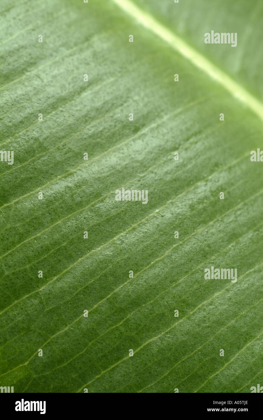 La feuille de Ficus Plant, Close Up. Banque D'Images