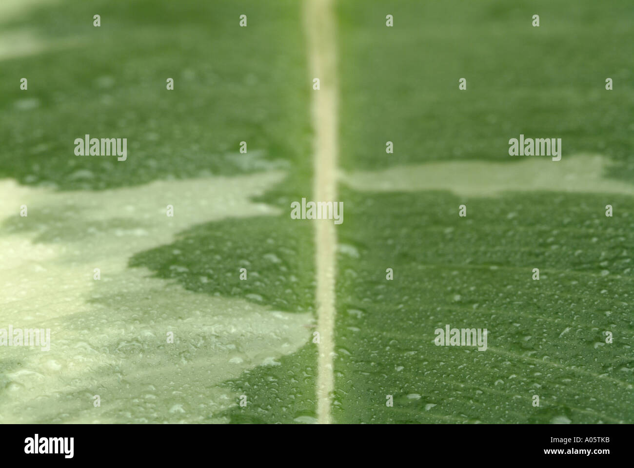 La feuille de Ficus Plant, Close Up. Banque D'Images