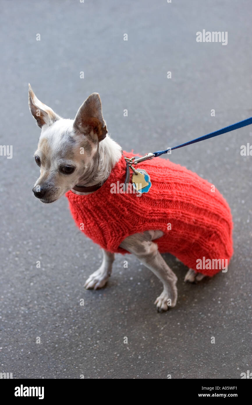 Petit chien porte Manteau en laine de North Beach à San Francisco  California USA Photo Stock - Alamy