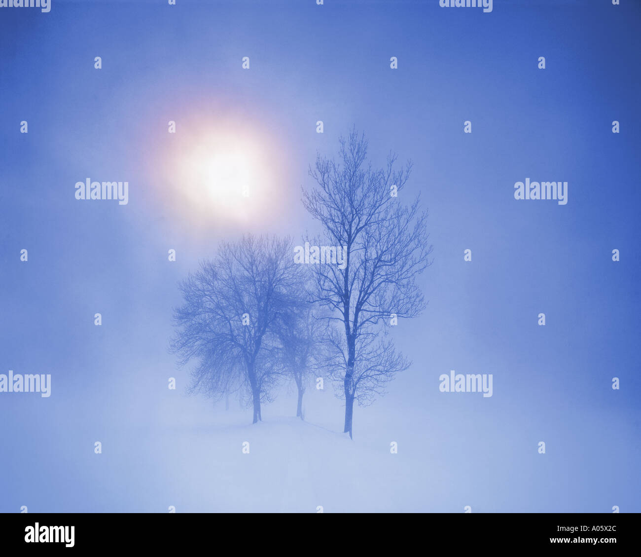 DE - La Bavière : Winterscene avec trois arbres dans la brume matinale Banque D'Images