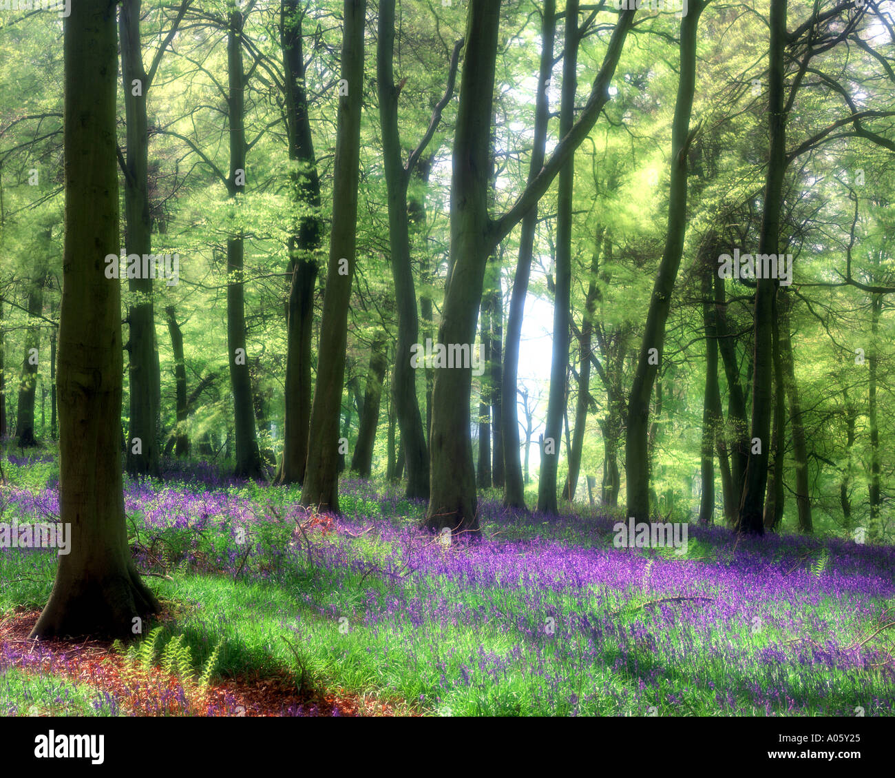 Go - OXFORDSHIRE : jacinthes des bois à des doyens Banque D'Images