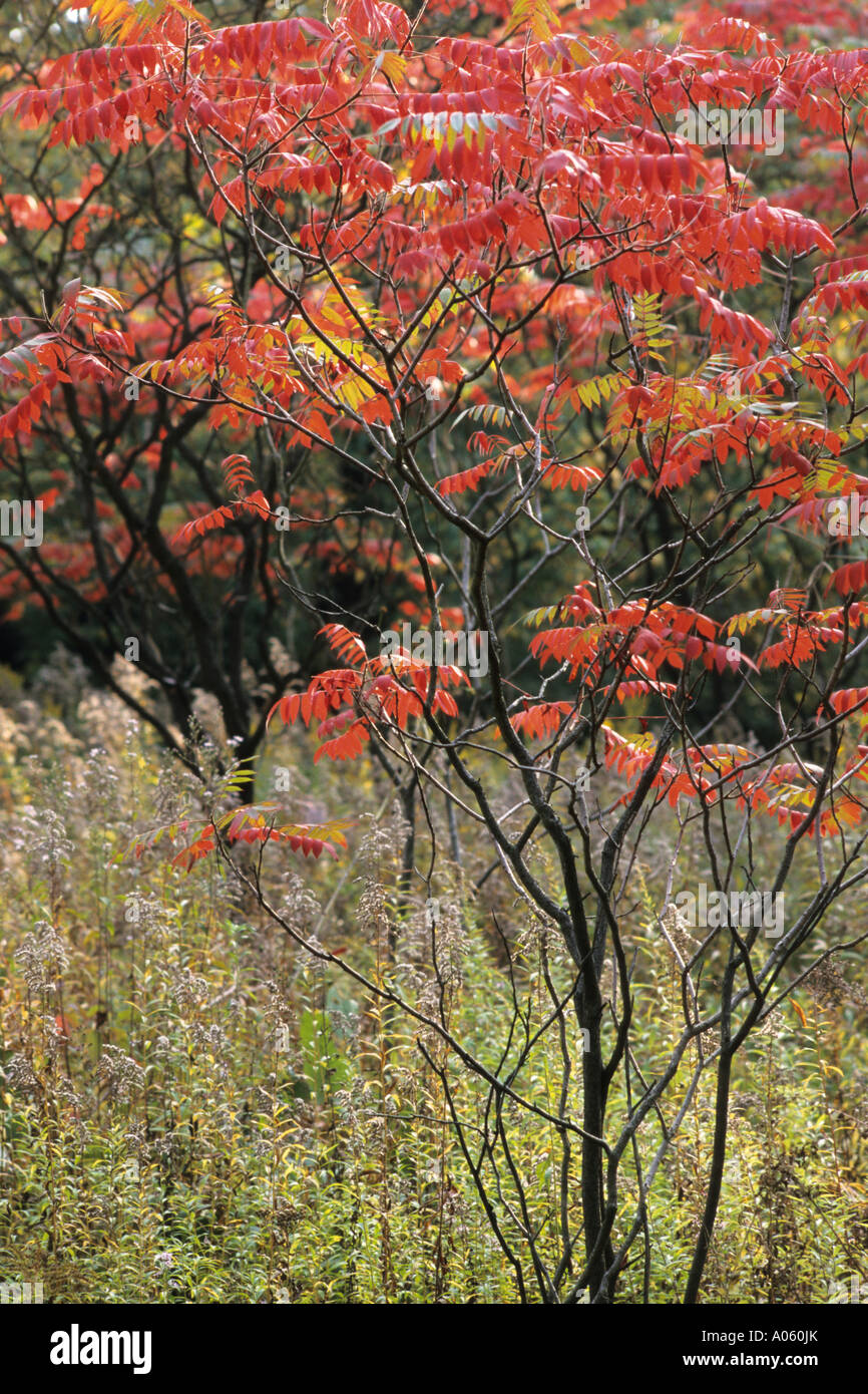 Corne de cerf (sumach rhus hirta syn. Rhus typhina) Banque D'Images