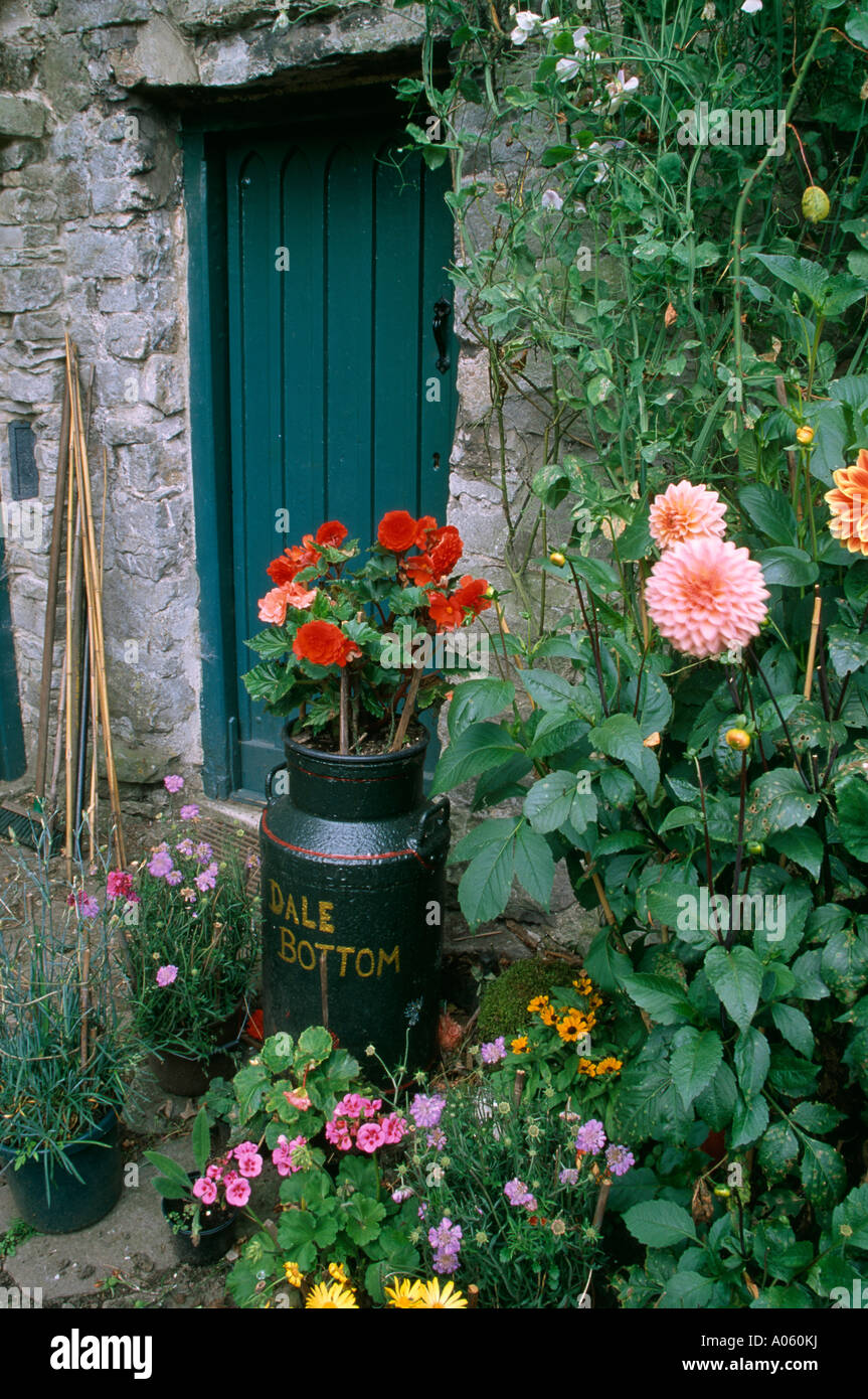 Dahlias rose fleur d'été coloré en rouge à côté de la frontière dans le vieux bégonia lait vert-bleu de churn contre porte en pierre Banque D'Images