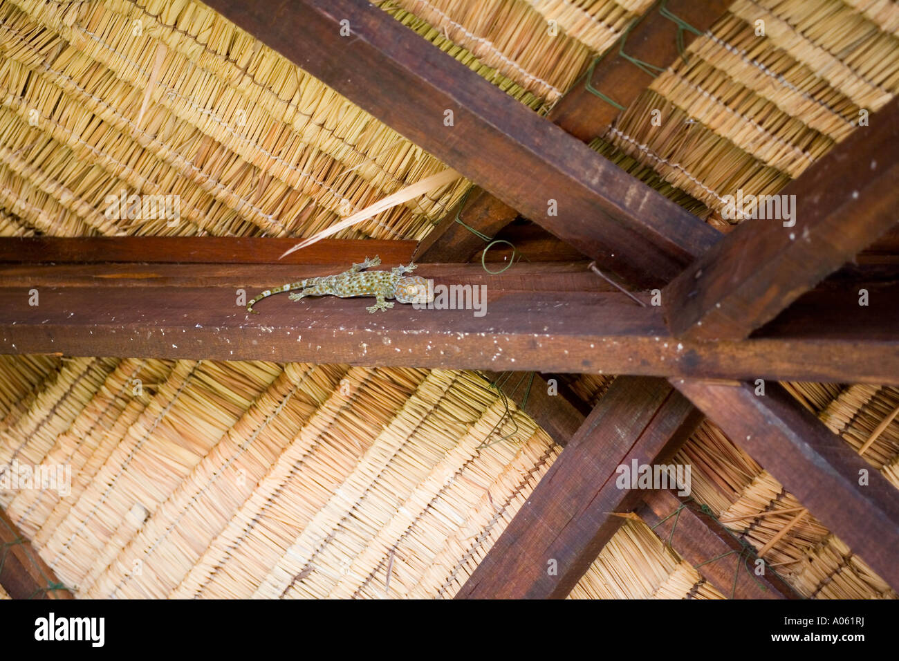 Grand lézard gecko dans les chevrons Ko Pha ngan, Thaïlande. Banque D'Images