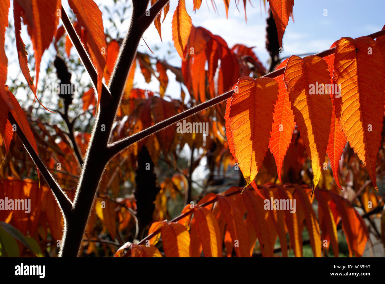 Branche et feuillage de Sumach d'automne Banque D'Images