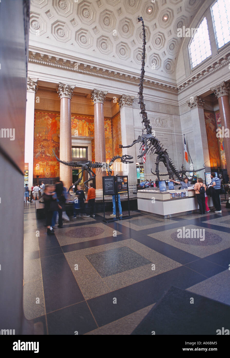 Musée d'histoire naturelle, de l'intérieur Banque D'Images