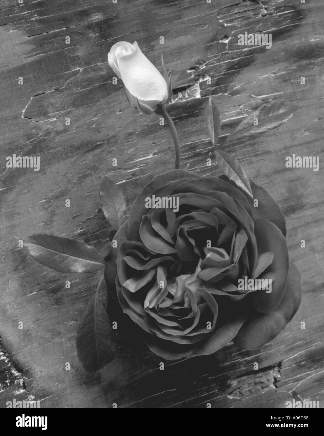 Roses rouges et blanches Banque D'Images