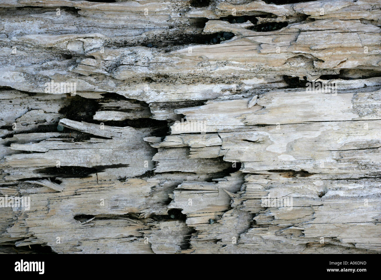 Driftwood Détail [2] au Patrimoine Mondial de l'haïda, Queen Charlotte Islands, Canada Banque D'Images