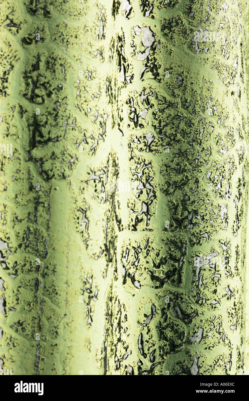 Feuille de tôle ondulée Banque D'Images