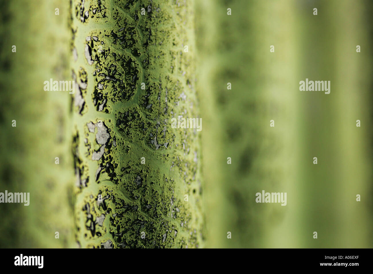 Feuille de tôle ondulée Banque D'Images