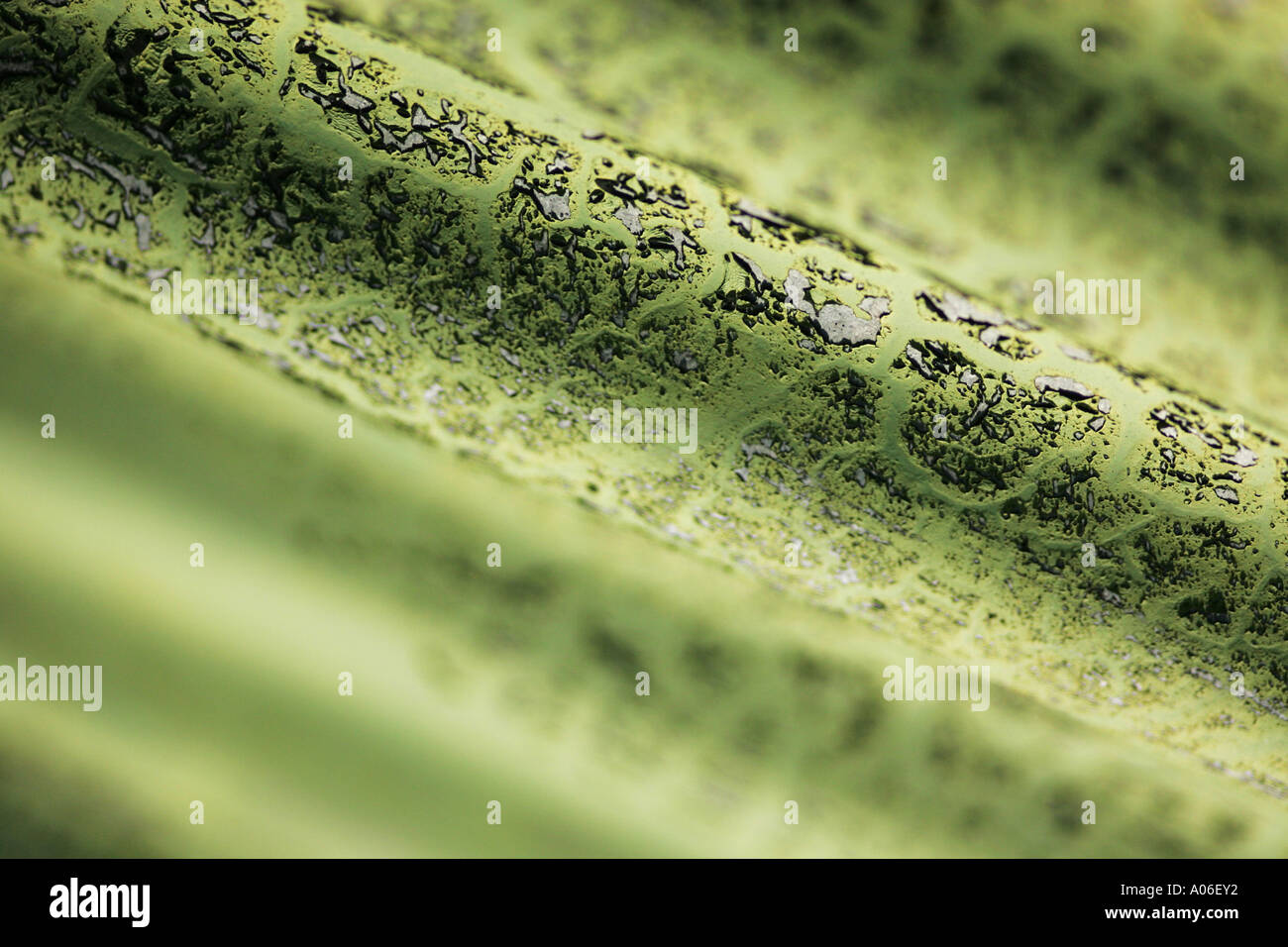 Feuille de tôle ondulée Banque D'Images