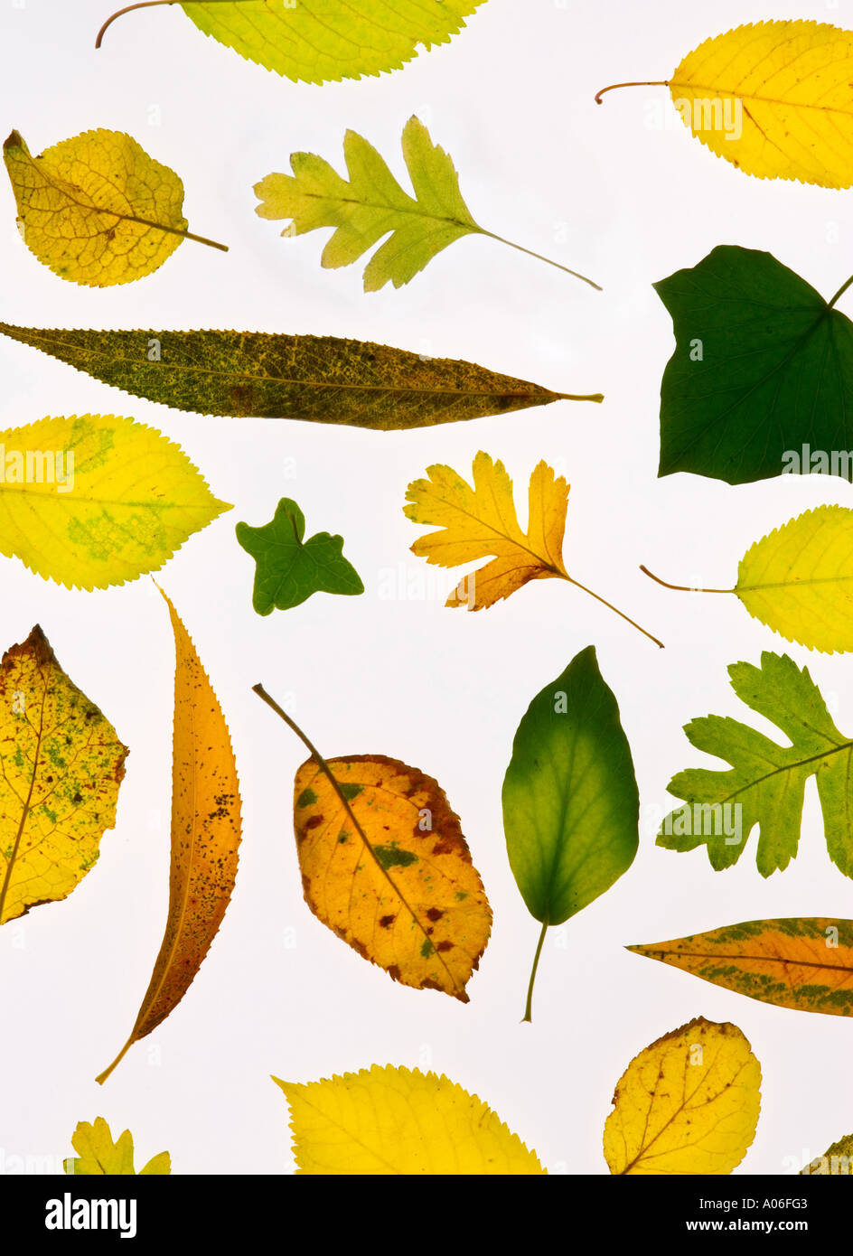 Automne / fall leaves Banque D'Images