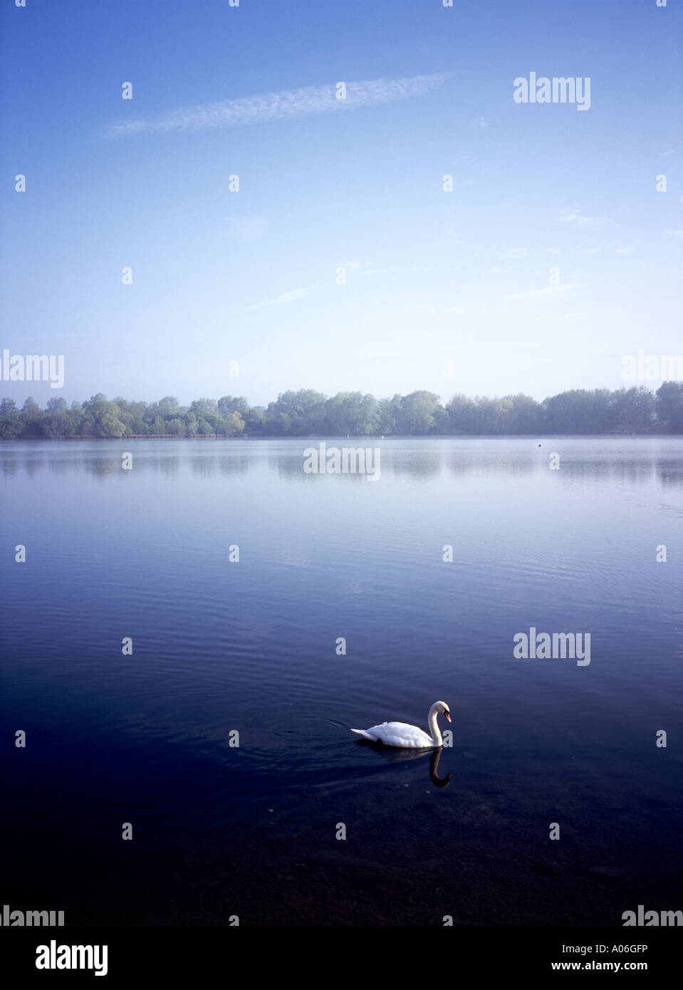 Swan natation sur le lac à l'aube à Cotswold Water Park Banque D'Images