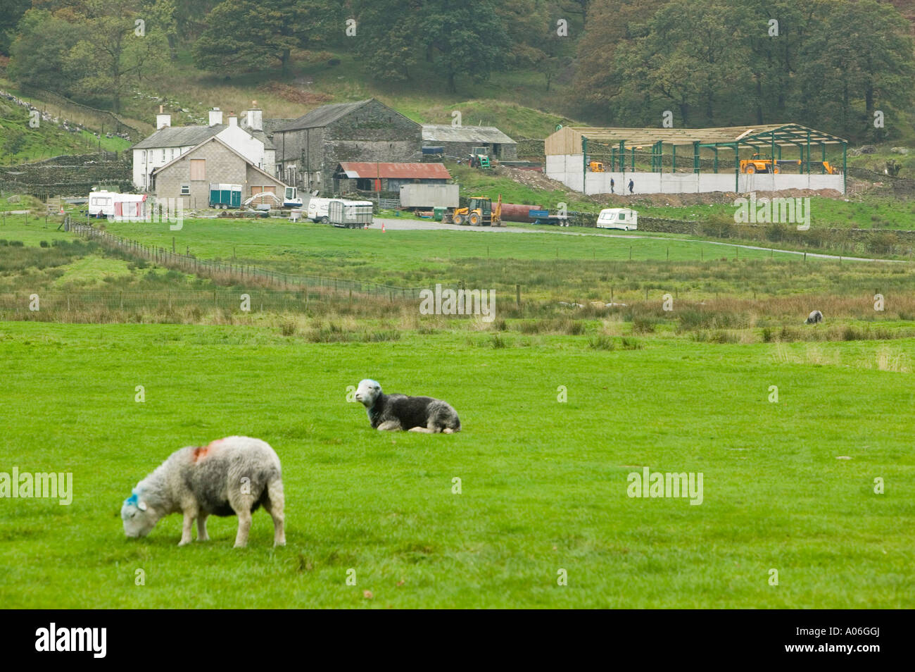 Baysbrown et ferme Lingmoor, vallée de Langdale, Lake district, UK Banque D'Images