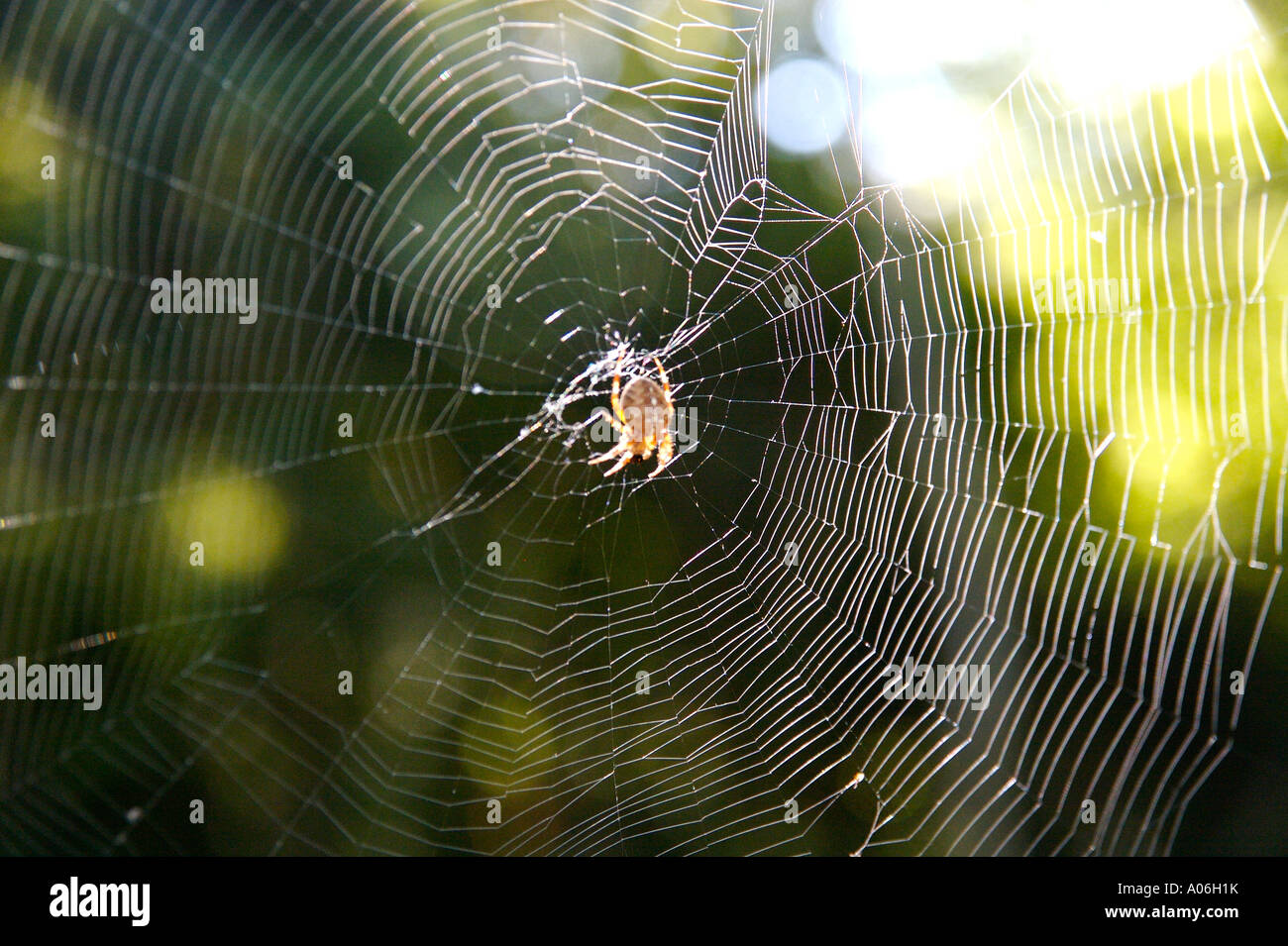 Araignée sur un site web Banque D'Images