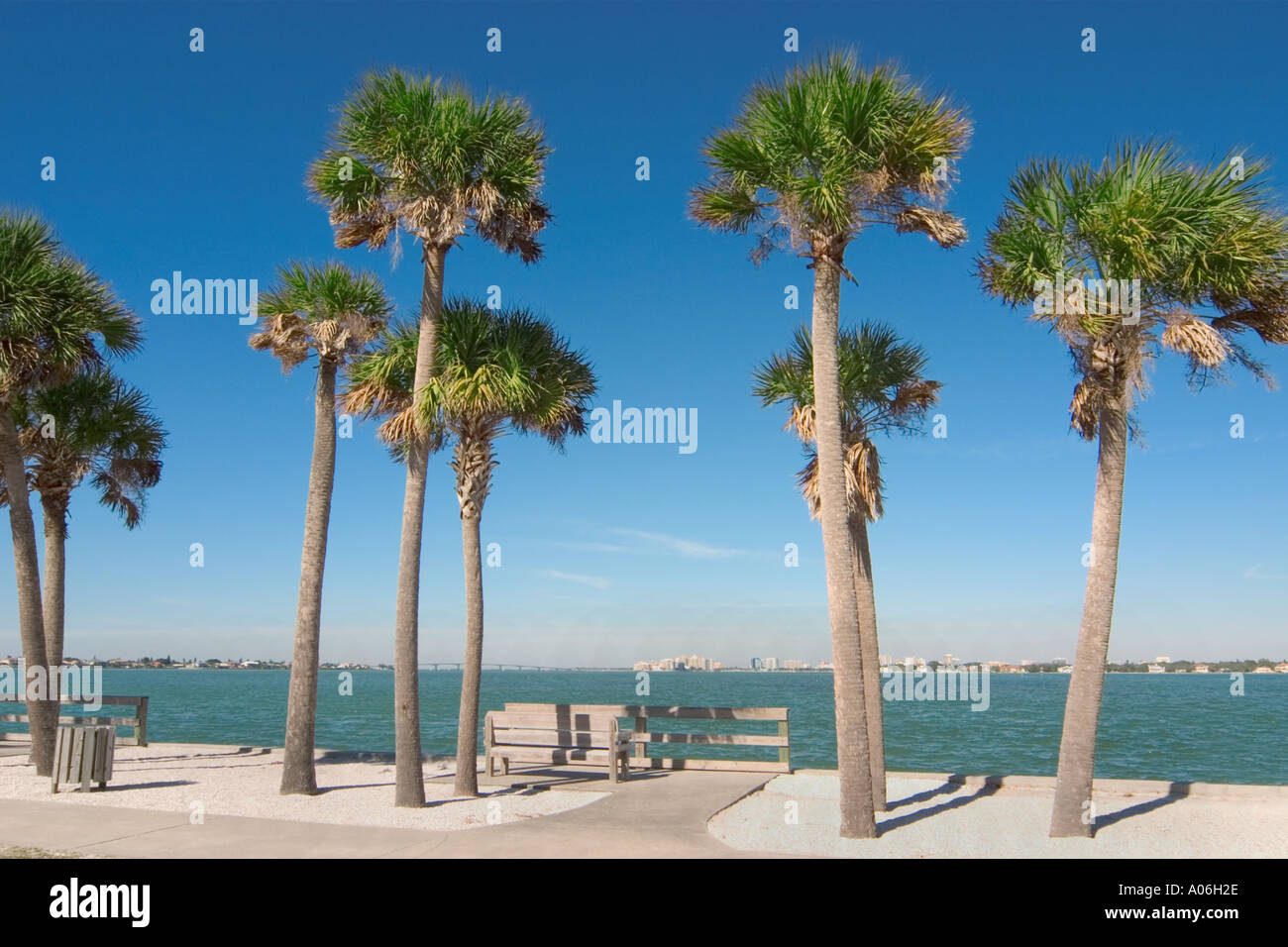 Groupe de Palmiers à Siesta Key Bridge Park à Sarasota en Floride Banque D'Images Groupe de Palmiers à Siesta Key Bridge Park à Sarasota en Floride Banque D'Images