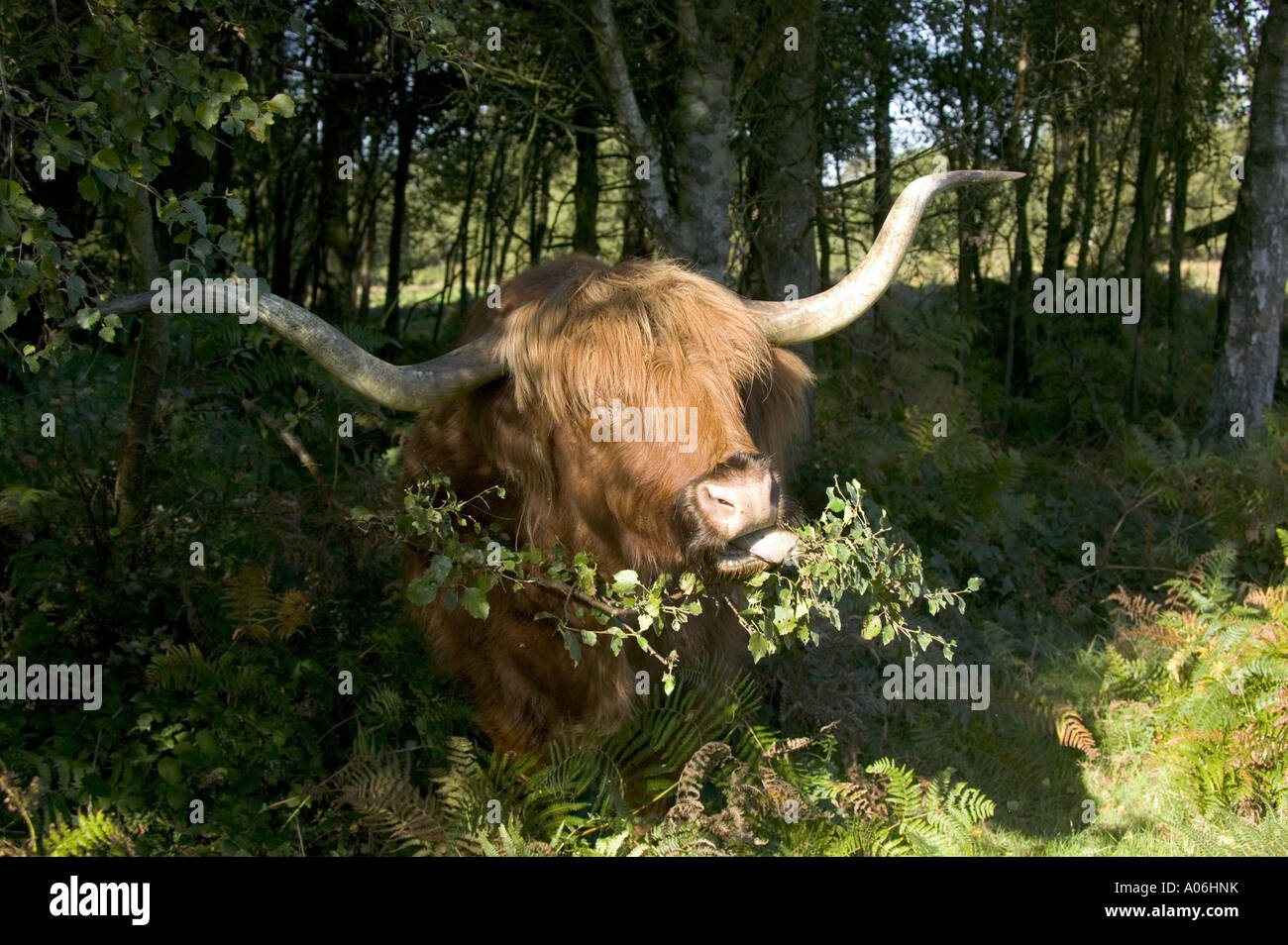 Vache Highland à mâcher sur une branche sur Headley Heath sur Boxhill Banque D'Images