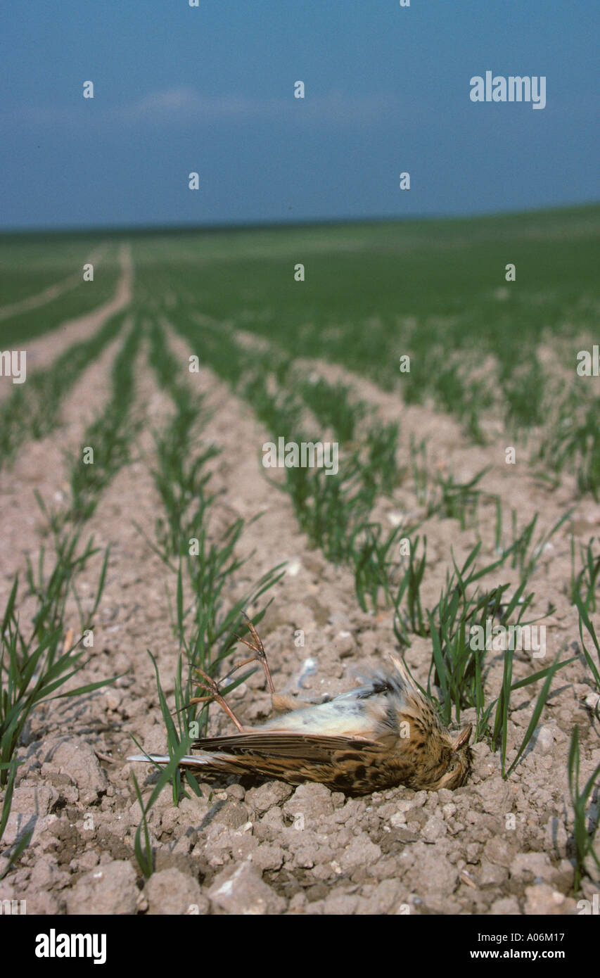 Skylark mort sur champ arable dans le Buckinghamshire Chilterns UK Banque D'Images