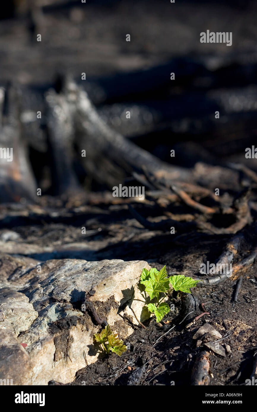 Une nouvelle croissance dans une forêt brûlée Banque D'Images
