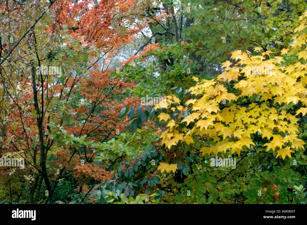 Cappadoicum Acer Acer palmatum aureum et couleurs d'automne et de textures Banque D'Images