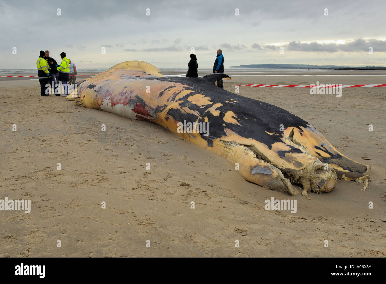 Rorqual commun Balaenoptera physalus rejetés morts à Camber Sands East Sussex UK Banque D'Images