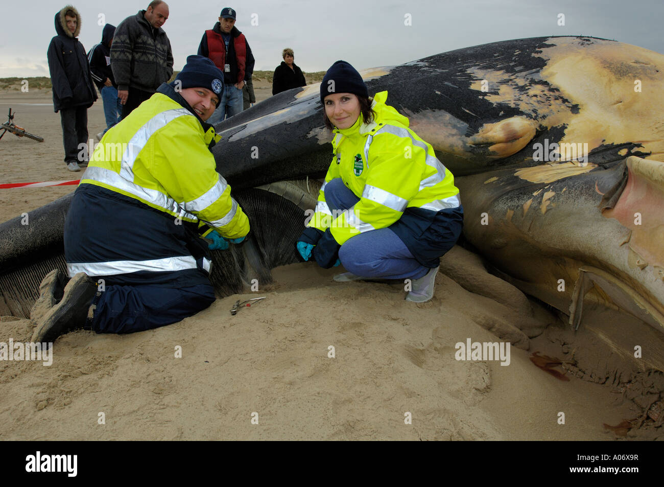 Rorqual commun Balaenoptera physalus rejetés morts à Camber Sands East Sussex UK Banque D'Images