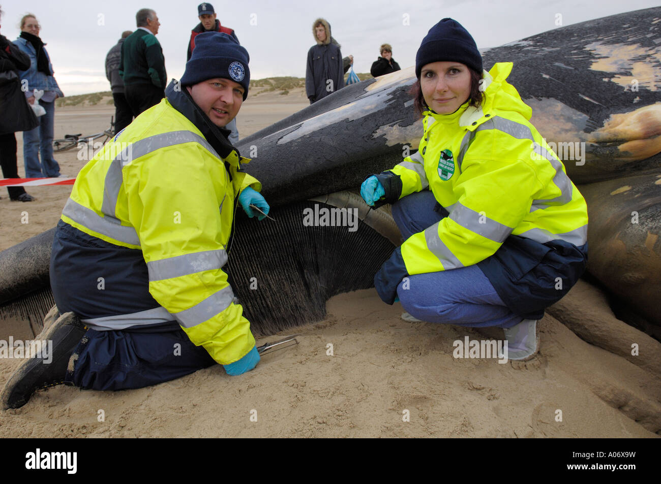 Rorqual commun Balaenoptera physalus rejetés morts à Camber Sands East Sussex UK Banque D'Images
