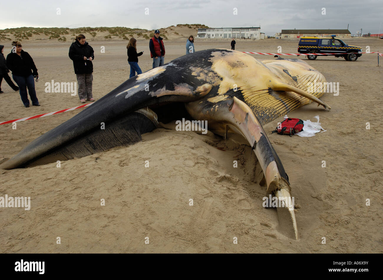 Rorqual commun Balaenoptera physalus rejetés morts à Camber Sands East Sussex UK Banque D'Images