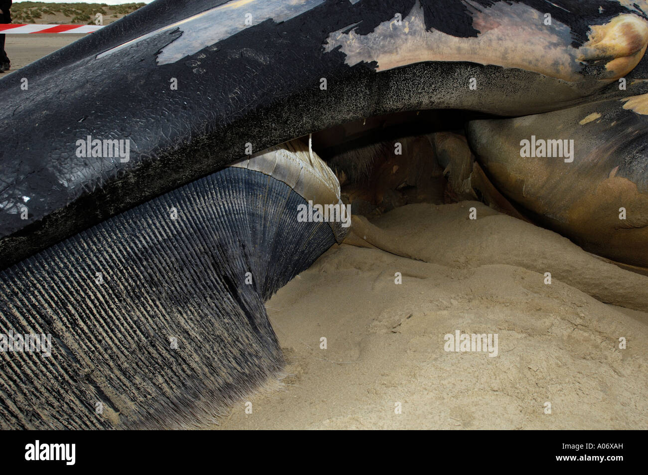 Rorqual commun Balaenoptera physalus rejetés morts à Camber Sands East Sussex UK Banque D'Images