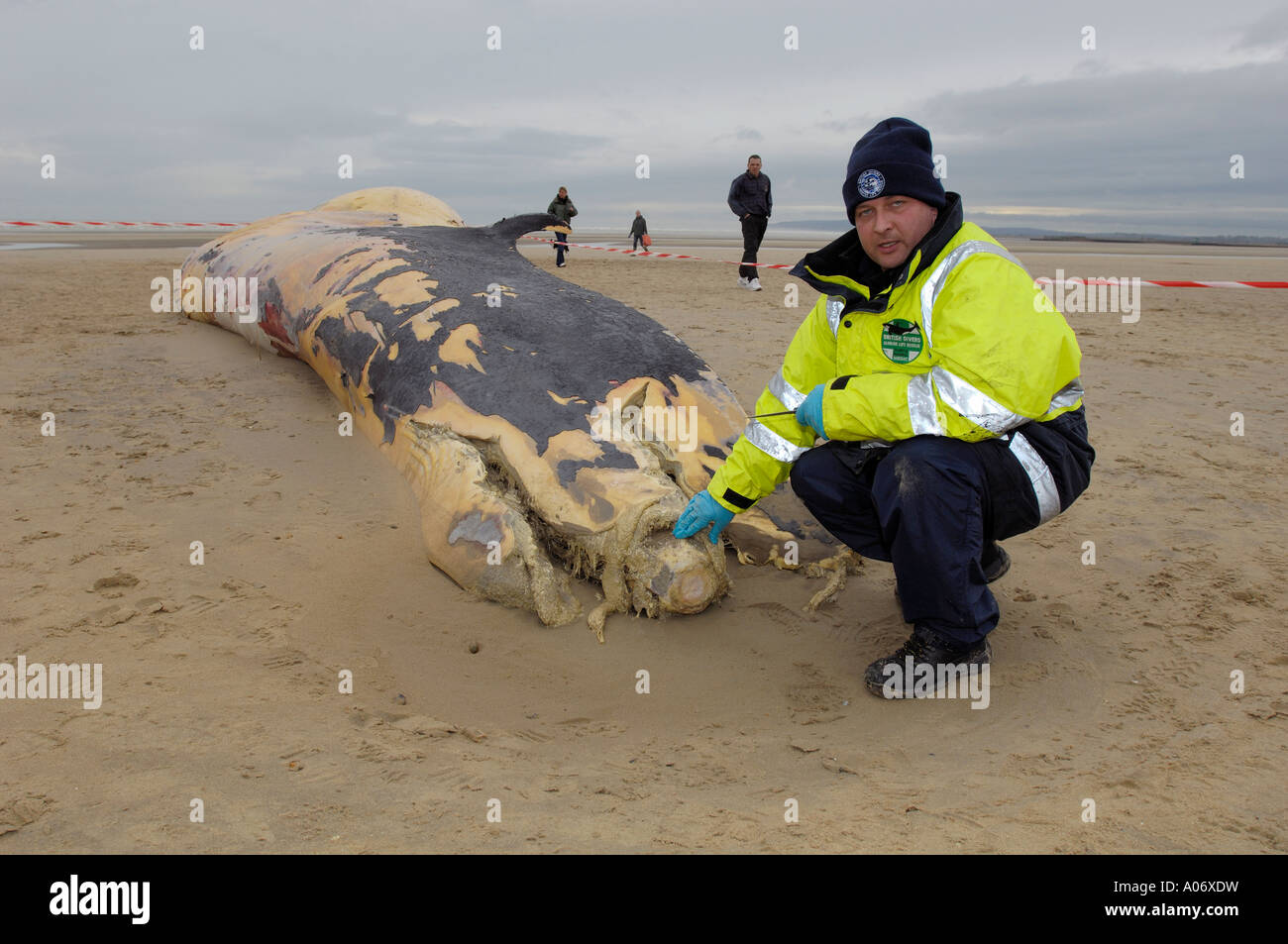 Rorqual commun Balaenoptera physalus rejetés morts à Camber Sands East Sussex UK Banque D'Images