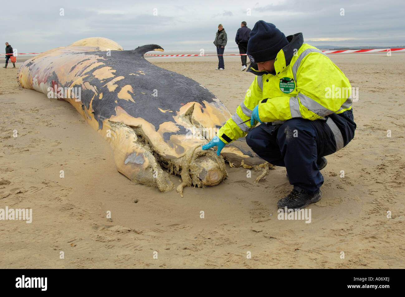Rorqual commun Balaenoptera physalus rejetés morts à Camber Sands East Sussex UK Banque D'Images