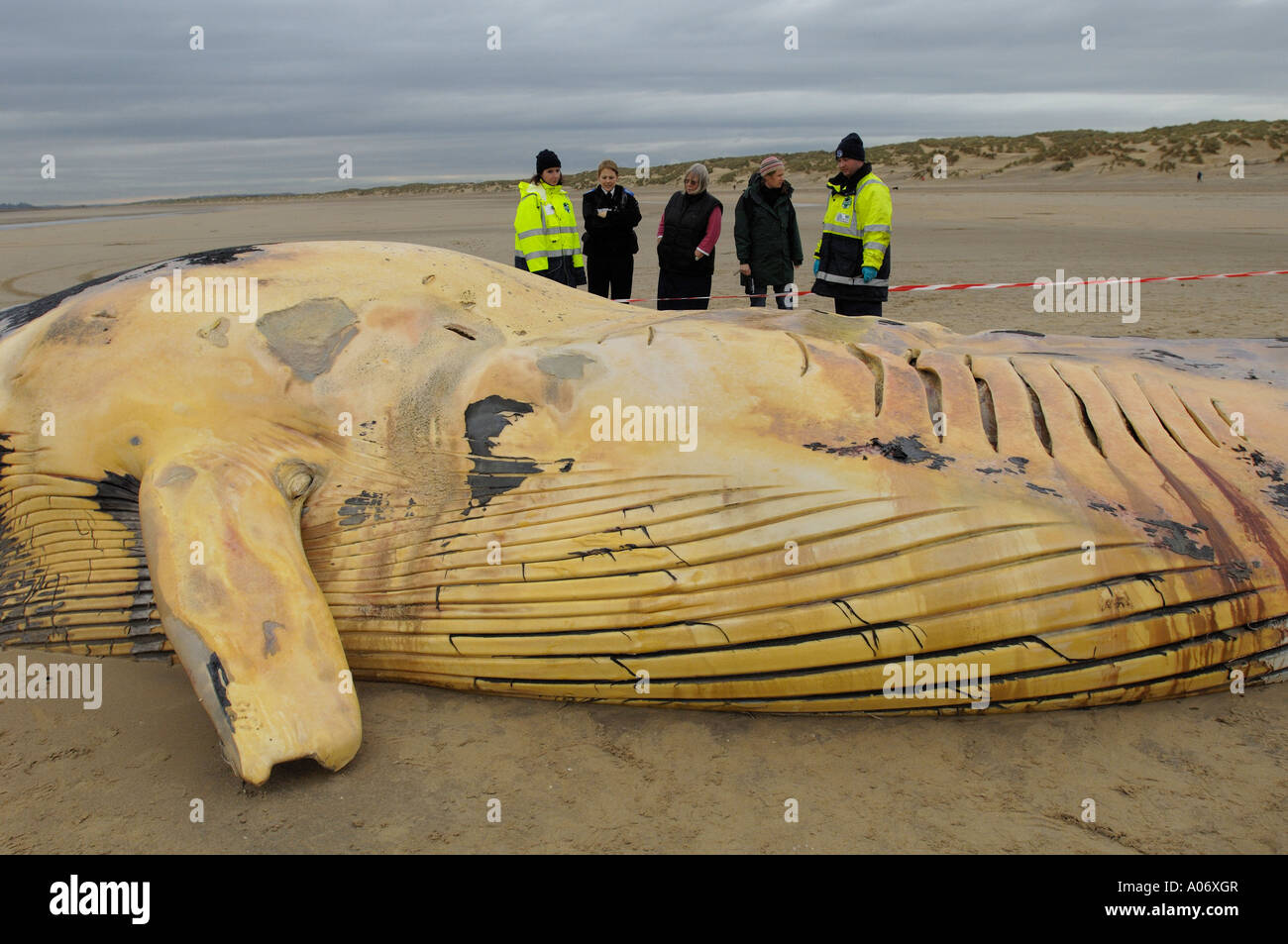 Rorqual commun Balaenoptera physalus rejetés morts à Camber Sands East Sussex UK Banque D'Images