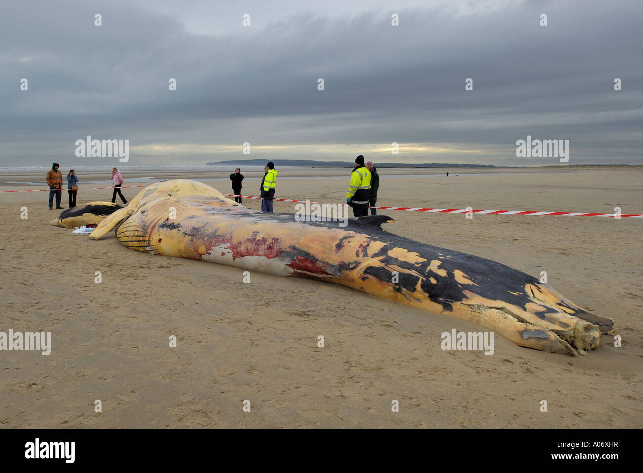 Rorqual commun Balaenoptera physalus rejetés morts à Camber Sands East Sussex UK Banque D'Images