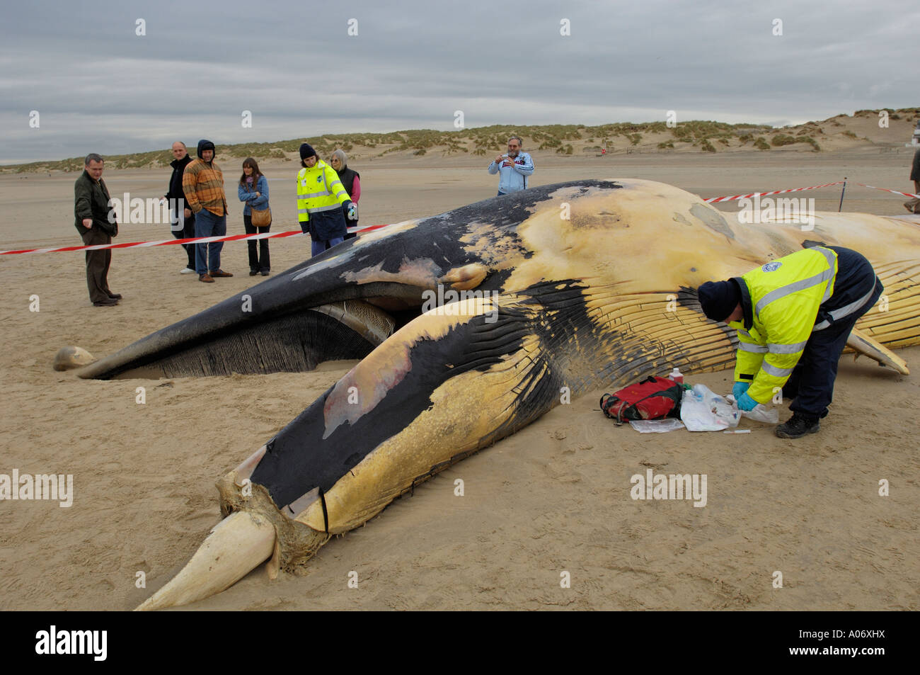Rorqual commun Balaenoptera physalus rejetés morts à Camber Sands East Sussex UK Banque D'Images