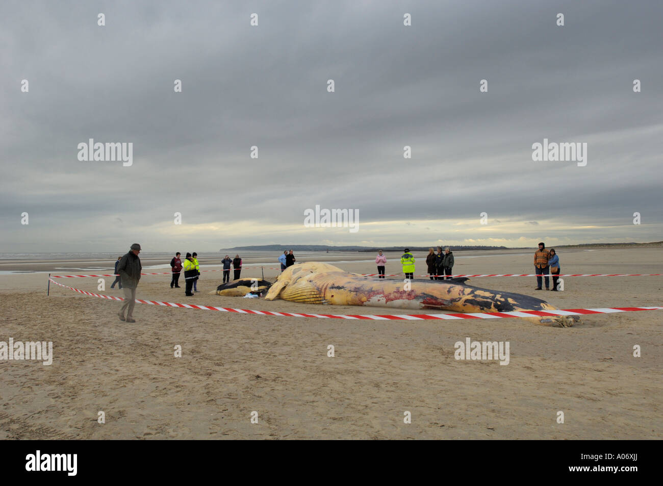 Rorqual commun Balaenoptera physalus rejetés morts à Camber Sands East Sussex UK Banque D'Images